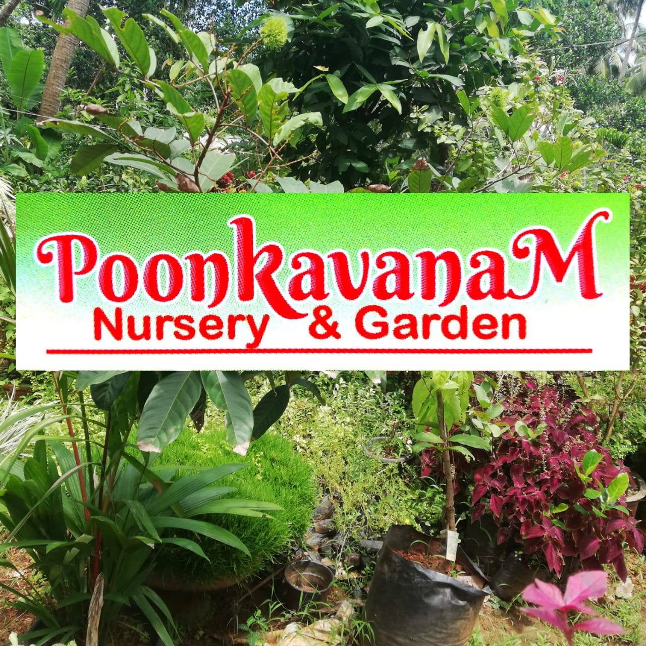 Poonkavanam Nursery & Garden Moozhikkal